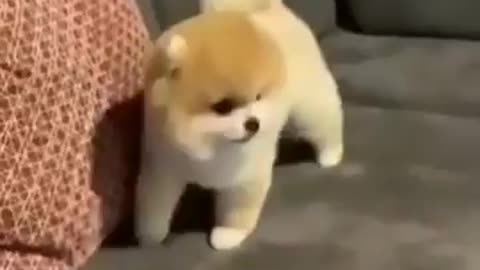 This cute puppy is having fun with its owner, it's not the best