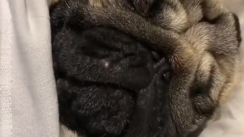 Funny dog On Sleeping Mode