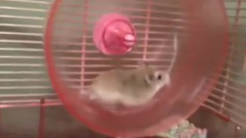 Quick Video of Hamster Wheel Mishap~ Hamster Goes Flying