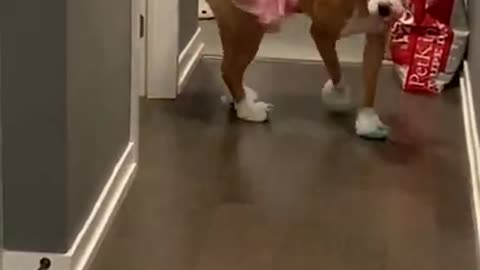 Dogs Funny shorts♥️♥️🤩🤣🤩