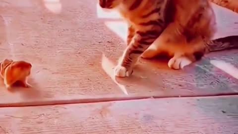 Cute cate video