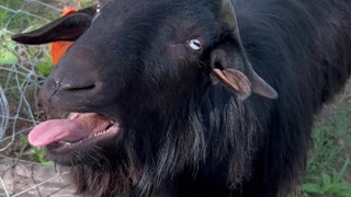 Booger the Goat is Baaaack Saying 'Hi' to Fans