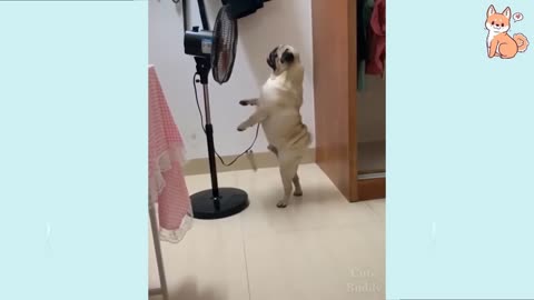 Dogs Do the Darndest Things Funny Videos