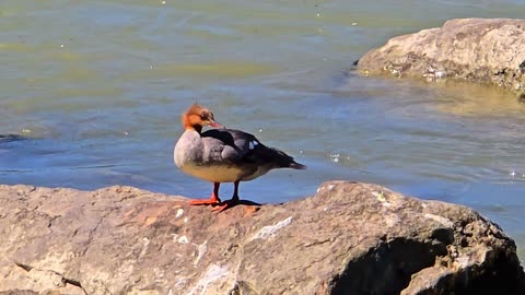 Beautiful female goosander at a river / A very beautiful bird at the water.