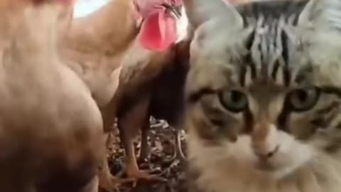 Cat🐈 vs chicken 🐔 funny 🤣 video