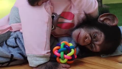Little chimp does yoga