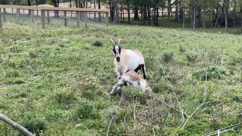 6 month old Goat Boy Still Nursing from Mother 09.2022