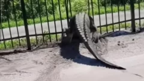 Alligator got stuck in fence