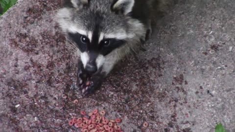 Funny beautiful cute raccoon eating🦝