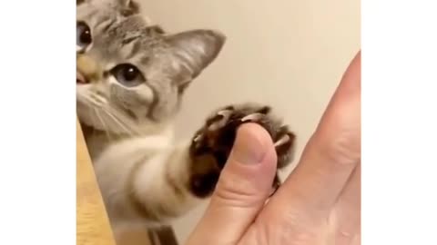 cute cat high fiving his dad