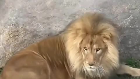 Angry lion