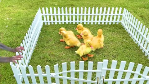 Monkey Baby Bon Bon Goes To Buy Watermelon Ice Cream And Swim With Duckling In The Pool