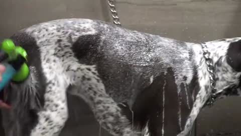 Crazy hunting dog gets his first groom | German Shorthaired Pointer