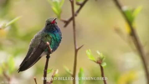 Small BIRDS 8K ULTRA HD with Names and Sounds