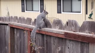 The Drumming Squirrel