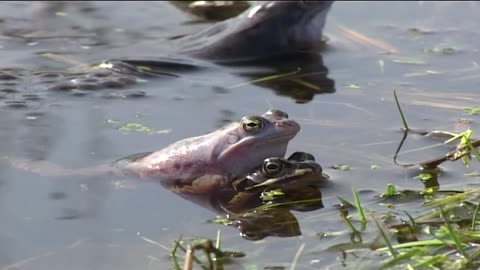 the wedding of the moor frogs