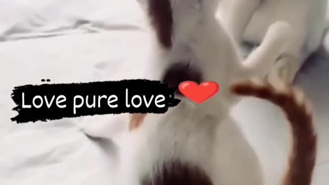 Pure love cat