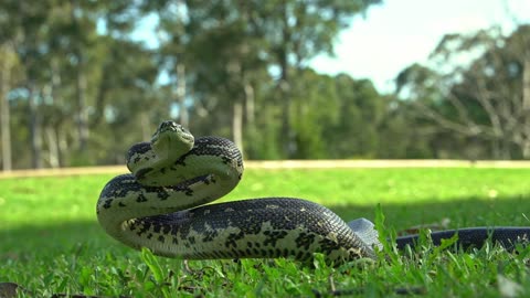 Dangerous cobra snake on football playground.