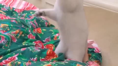 Funny video 😺🐈