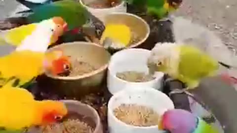 Beautiful colorful birds