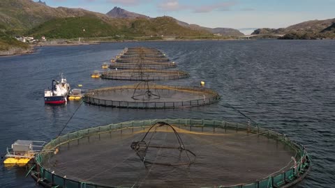 aerial footage farm salmon fishing in norway