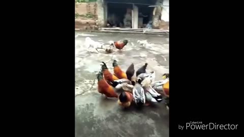 funny dog with chicken animals