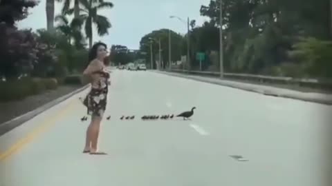 This woman stops the traffic to let this bird and her chicks to cross the street.