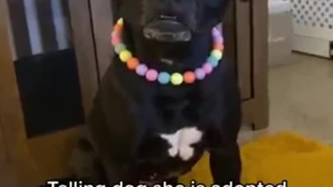 Cat dog funny video 🤣📸😂
