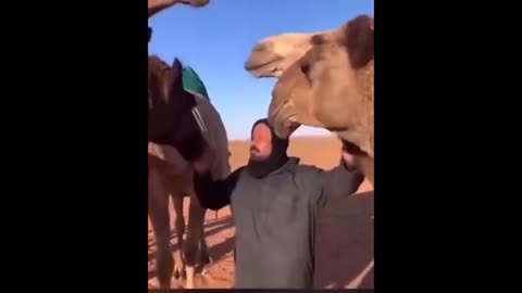 Top 5 camel