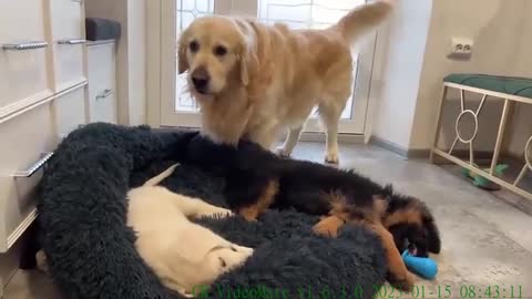 Golden Retriever Shocked by Puppies occupying his bed!