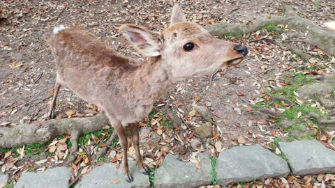 Feeding Cutest baby Deer🦌