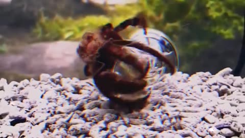 Hermit Crab Care Guide in Under A Minute