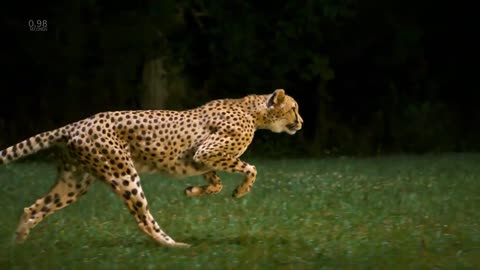 Incredible slow motion footage of a cheetah running at over 60mph (96km/h),