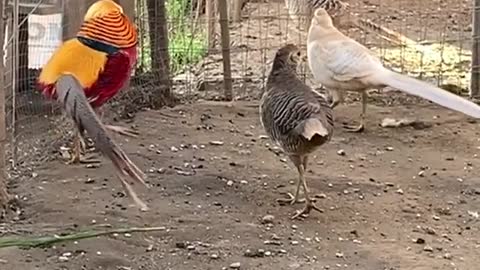 The beautiful golden pheasant