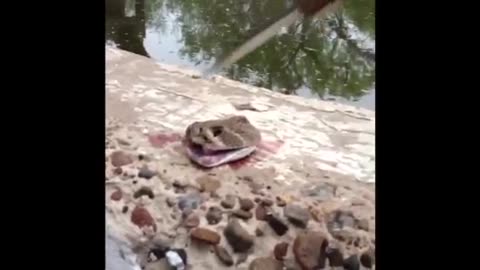 Beheaded Rattlesnake Still Bites!!!