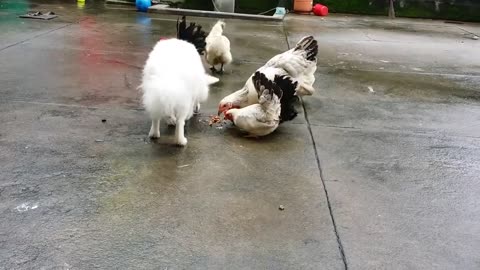 funny Chicken and Dog gang fight animal videos funny 2024