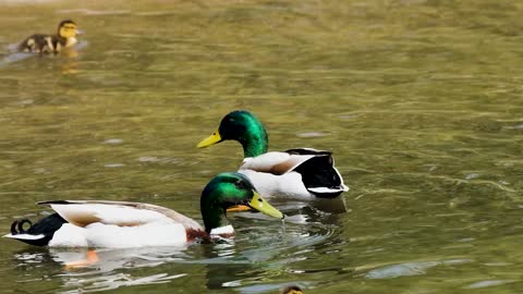 Duck Waterbird Drake Mallard Diving