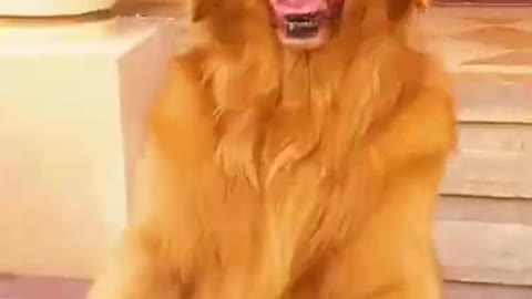 funny dogs Tiktok video