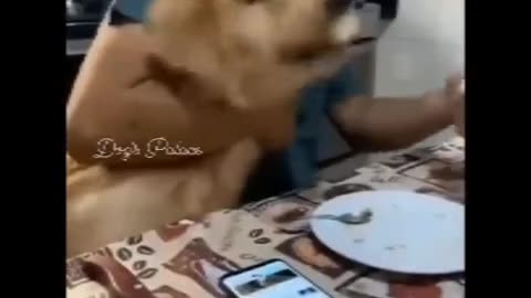 Funny Comedy video viral video Cat video viral dog 🐶 video Funny 🐈😺 Comedy