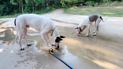 Great Danes loving the water hose