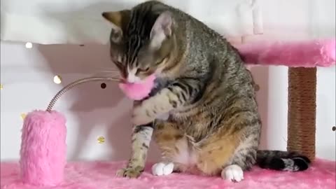 Cute cat playing on the scratching post