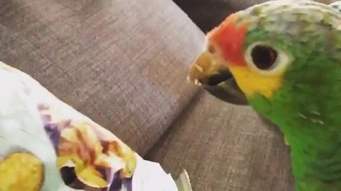 ###Parrot eating natural foods not a junk food ####