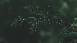 Relaxing Rain Sounds For Sleep in forest 1 hour