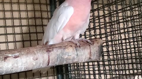 Major Mitchell cockatoo loving birds