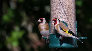 Goldfinch Goldfinch
