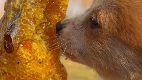 puppy licking honey