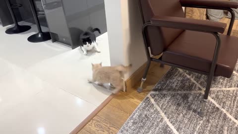 New Kitten Intimidates Cat