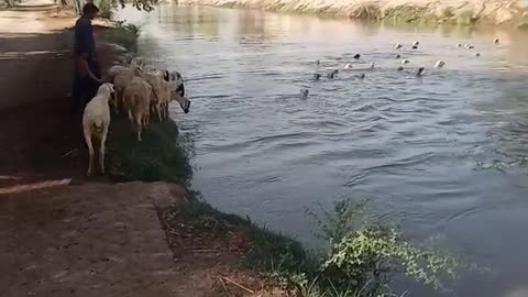 animal swimming