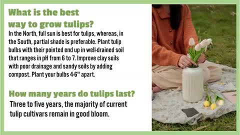 How to Grow Tulips