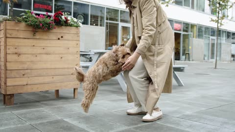 Dog Jumping Towards Her Master